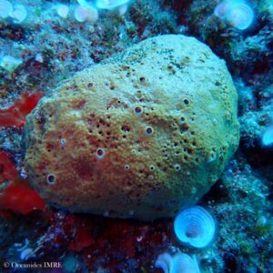 Kalymnos conservation