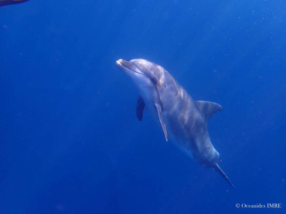 Amazing encounter with bottlenose dolphins