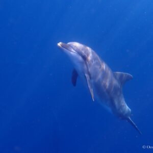 Amazing encounter with bottlenose dolphins