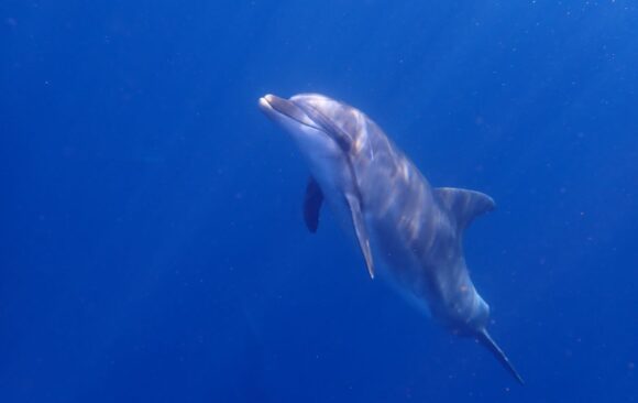 Amazing encounter with bottlenose dolphins