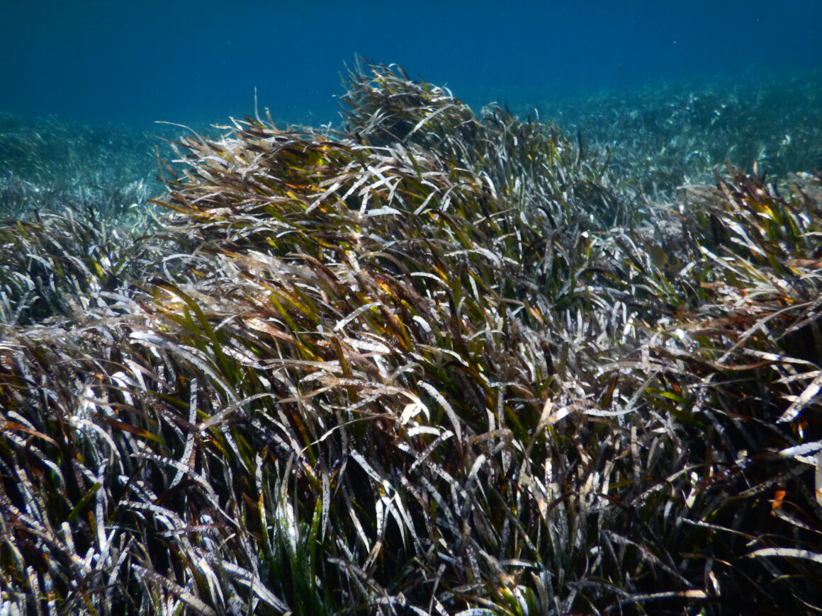 DSCN1540 Sea gardens of Posidonia oceanica