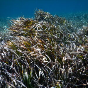 DSCN1540 Sea gardens of Posidonia oceanica