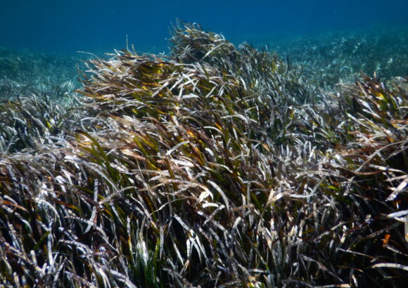 Sea gardens of Posidonia oceanica