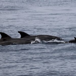 IMG_0870 Dolphins of South Aegean