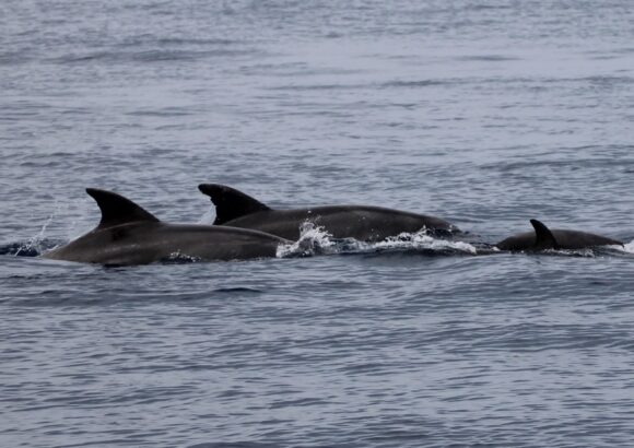Dolphins of South Aegean